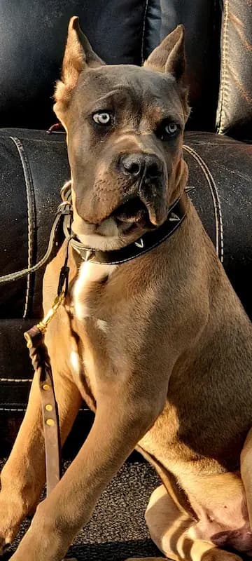 Dog training photo