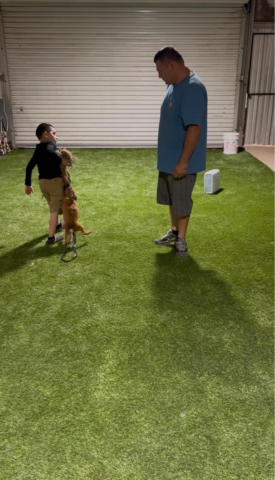 Dog training photo