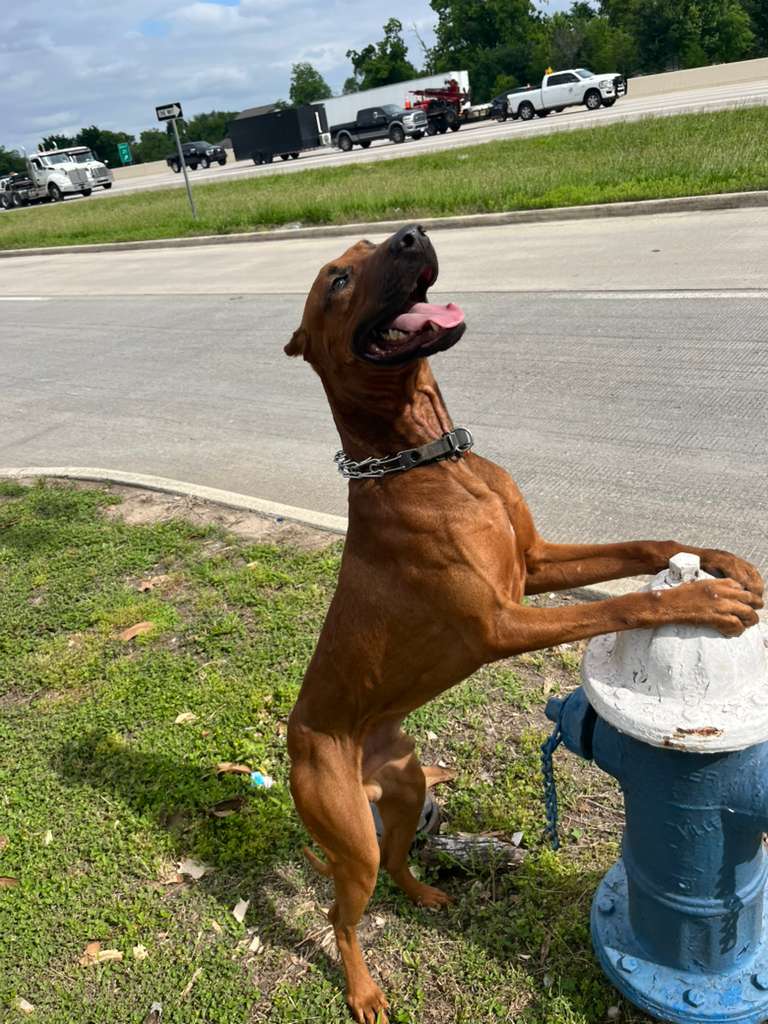 Dog training photo