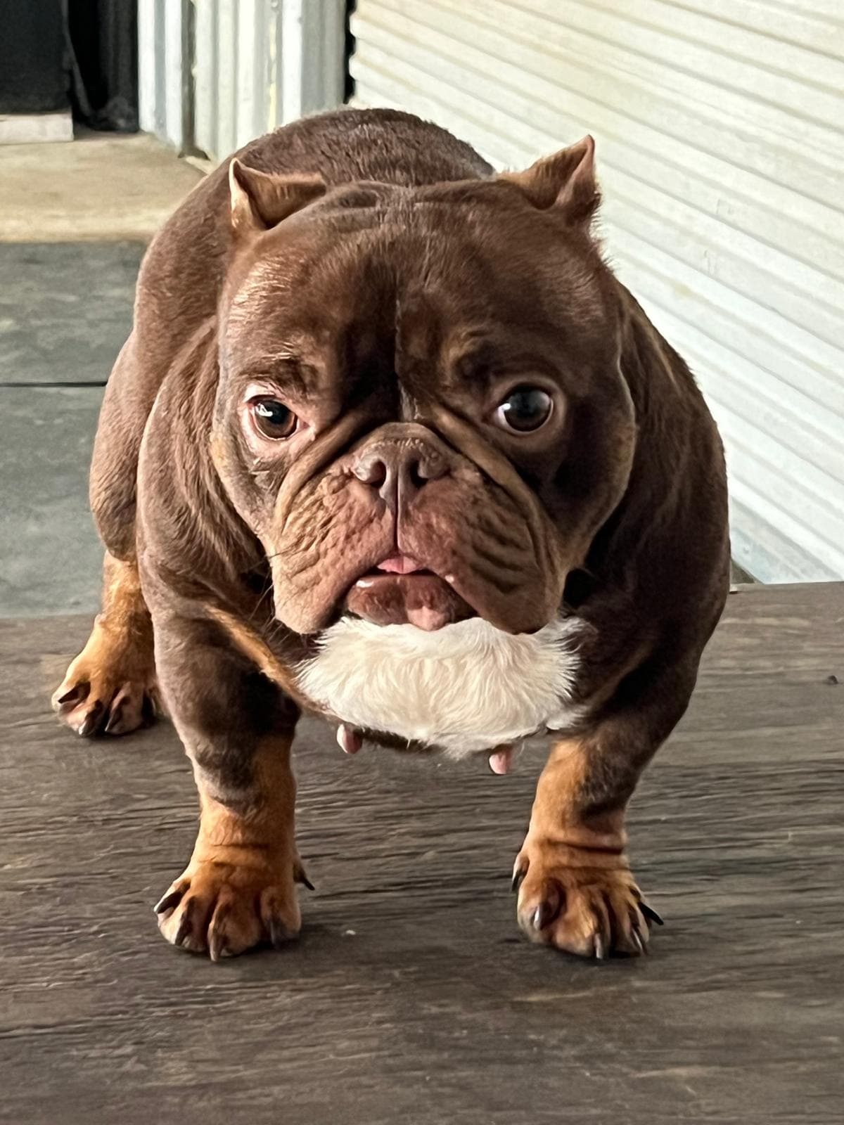 Dog training photo