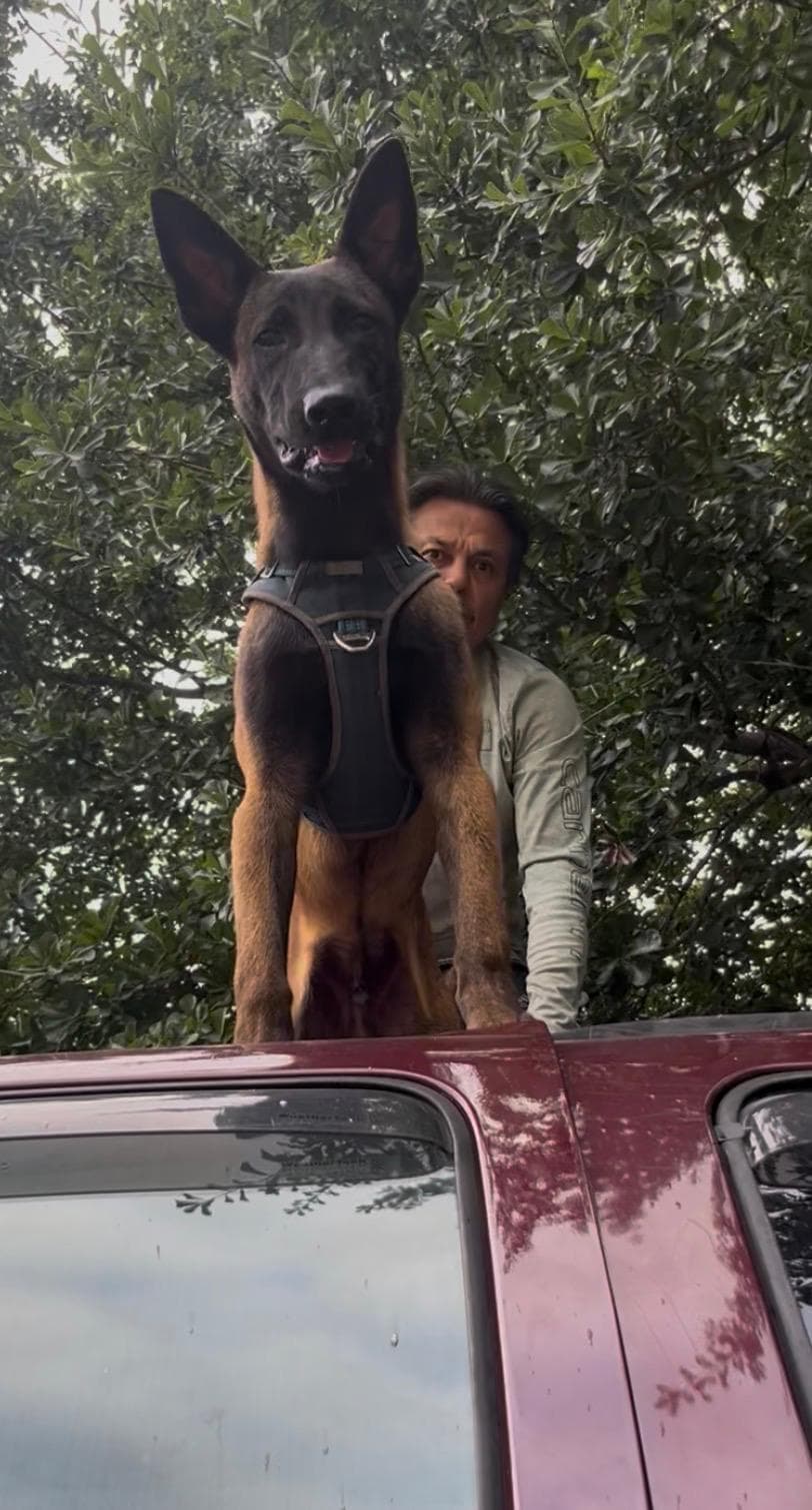 Dog training photo