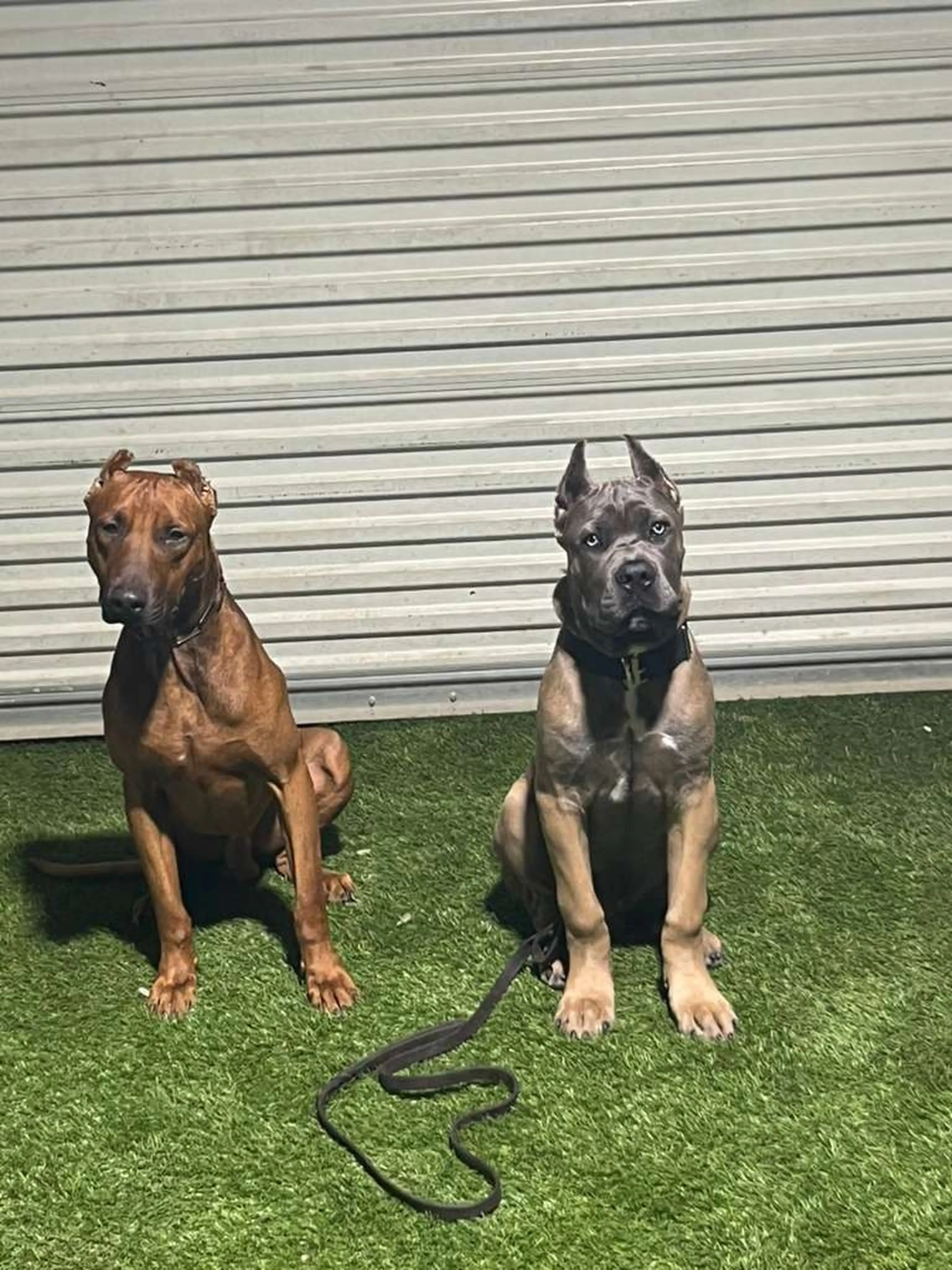 Dog training photo