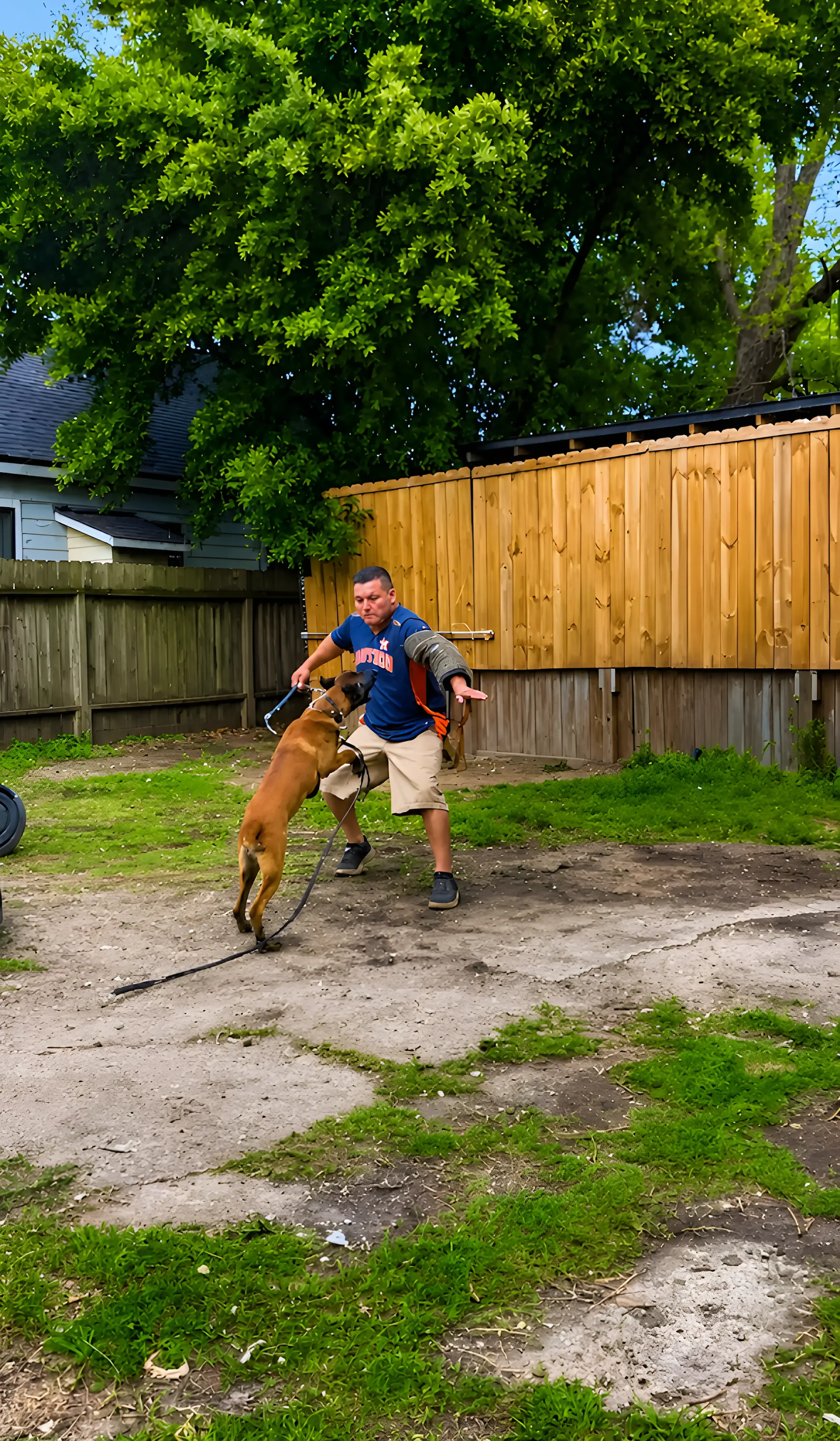 Alert, focused German Shepherd in training