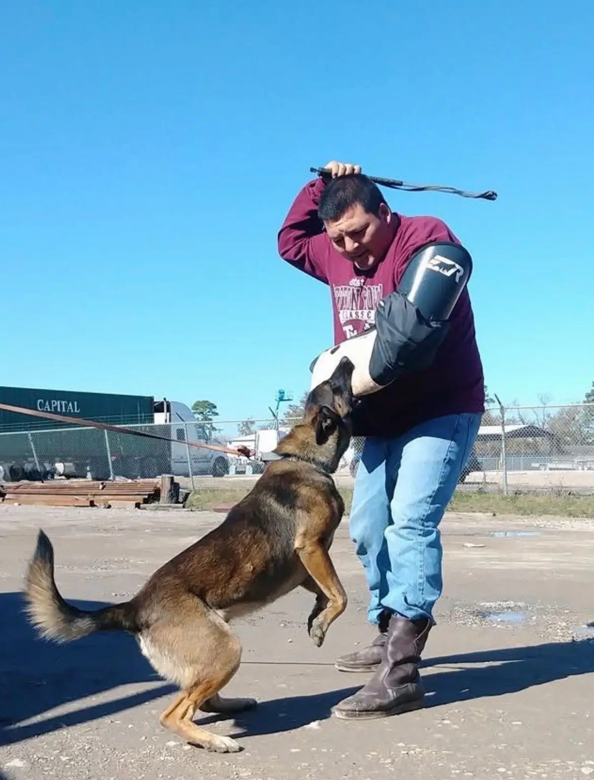 Dog training photo