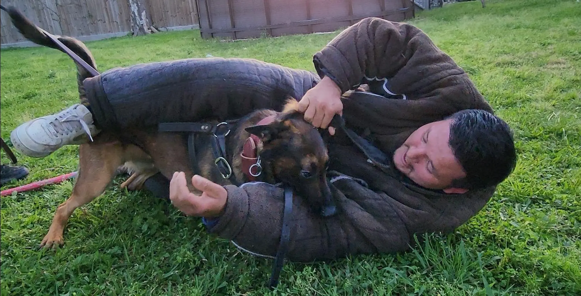 Dog training photo